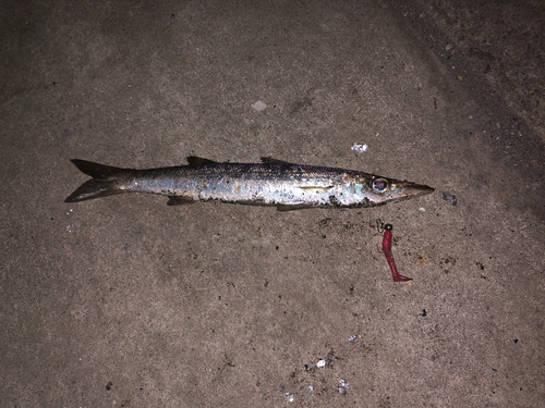 カマスの釣果