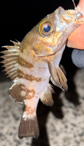 メバルの釣果