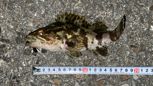 タケノコメバルの釣果