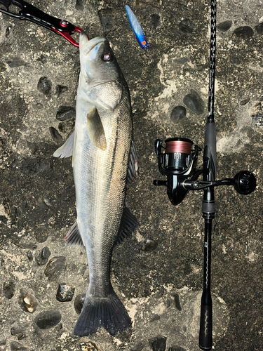 シーバスの釣果