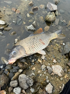 コイの釣果