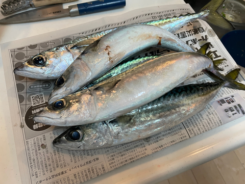 マサバの釣果