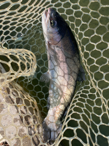 ニジマスの釣果