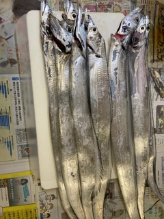 タチウオの釣果