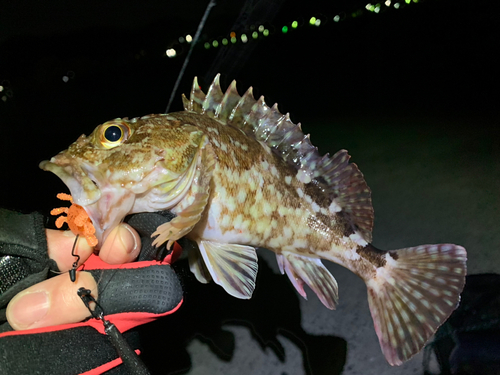 カサゴの釣果