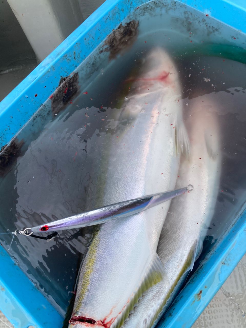 やす淡路島アングラーさんの釣果 2枚目の画像