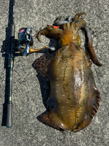 アオリイカの釣果