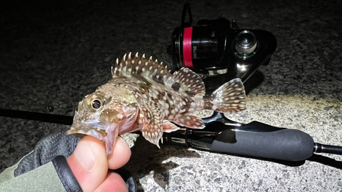 カサゴの釣果