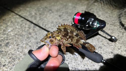 カサゴの釣果