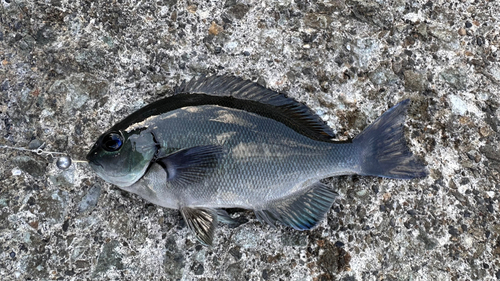 メジナの釣果