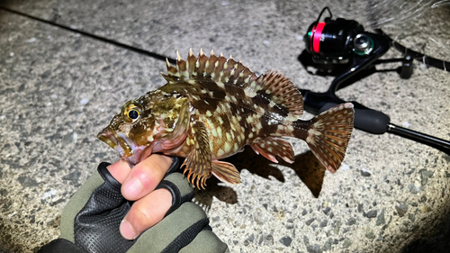 カサゴの釣果