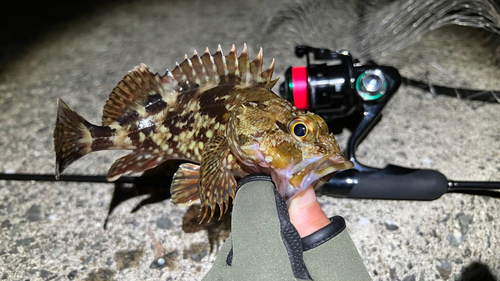 カサゴの釣果