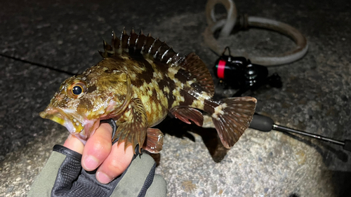 カサゴの釣果