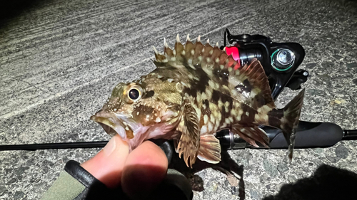 カサゴの釣果