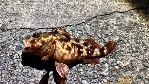 カサゴの釣果