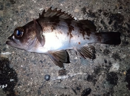 メバルの釣果