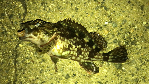 カサゴの釣果