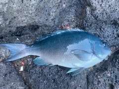 クチブトグレの釣果