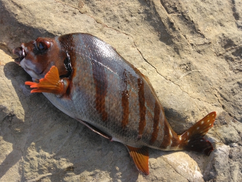 釣果一覧】内房で釣れたタカノハダイ - アングラーズ