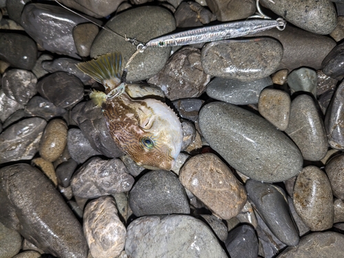 ナマコの釣果