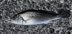 シログチの釣果