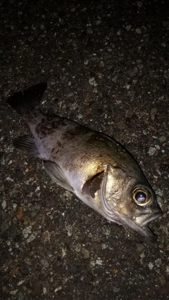 クロメバルの釣果