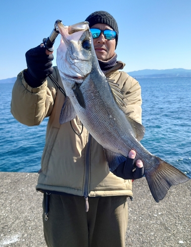 ヒラスズキの釣果