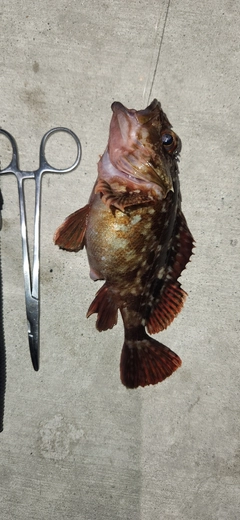 カサゴの釣果