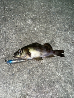 シロメバルの釣果