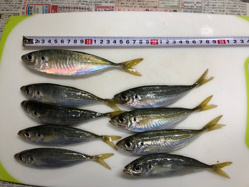 アジの釣果