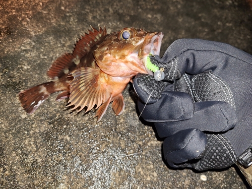 カサゴの釣果