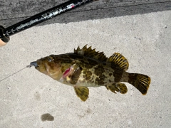 タケノコメバルの釣果