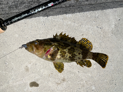 タケノコメバルの釣果