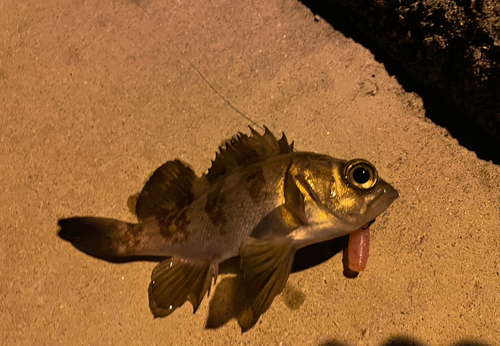 メバルの釣果