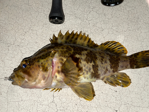 タケノコメバルの釣果