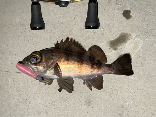 メバルの釣果