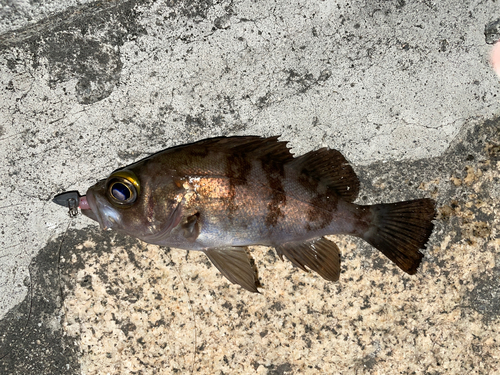 メバルの釣果