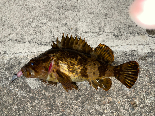 タケノコメバルの釣果