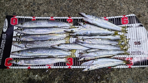 カマスの釣果