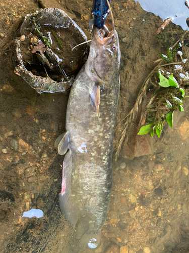 マナマズの釣果