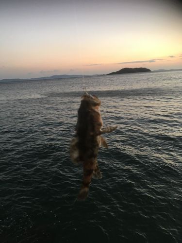 タケノコメバルの釣果