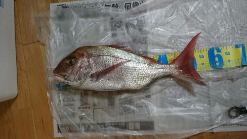 マダイの釣果