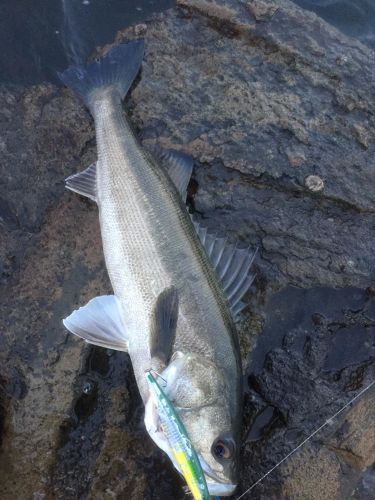 スズキの釣果