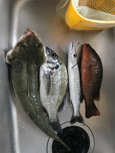 チヌの釣果