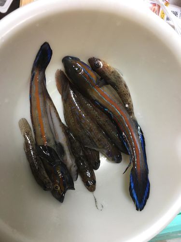 ハゼの釣果