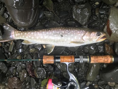 アメマスの釣果