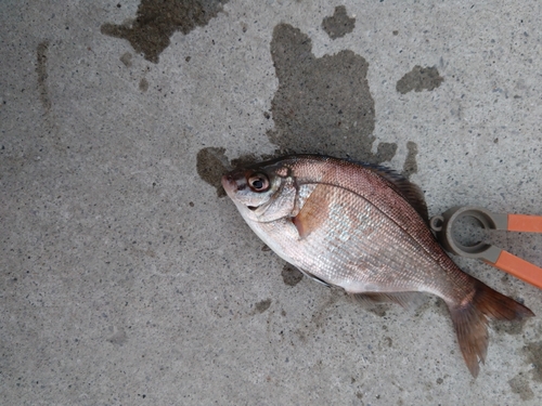 ウミタナゴの釣果