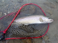 ブラウントラウトの釣果