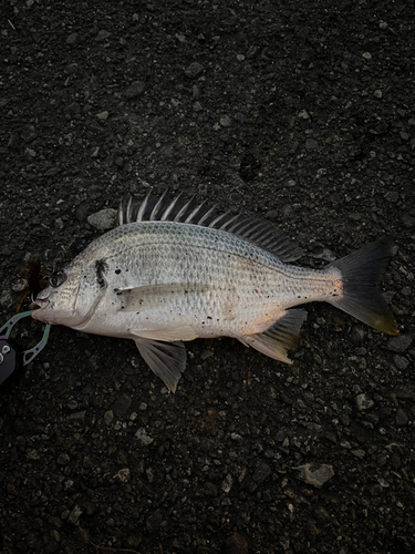 キビレの釣果