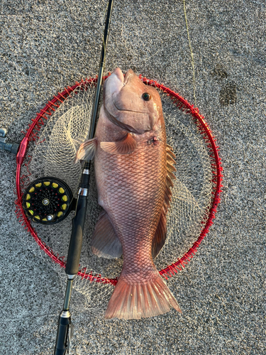 コブダイの釣果